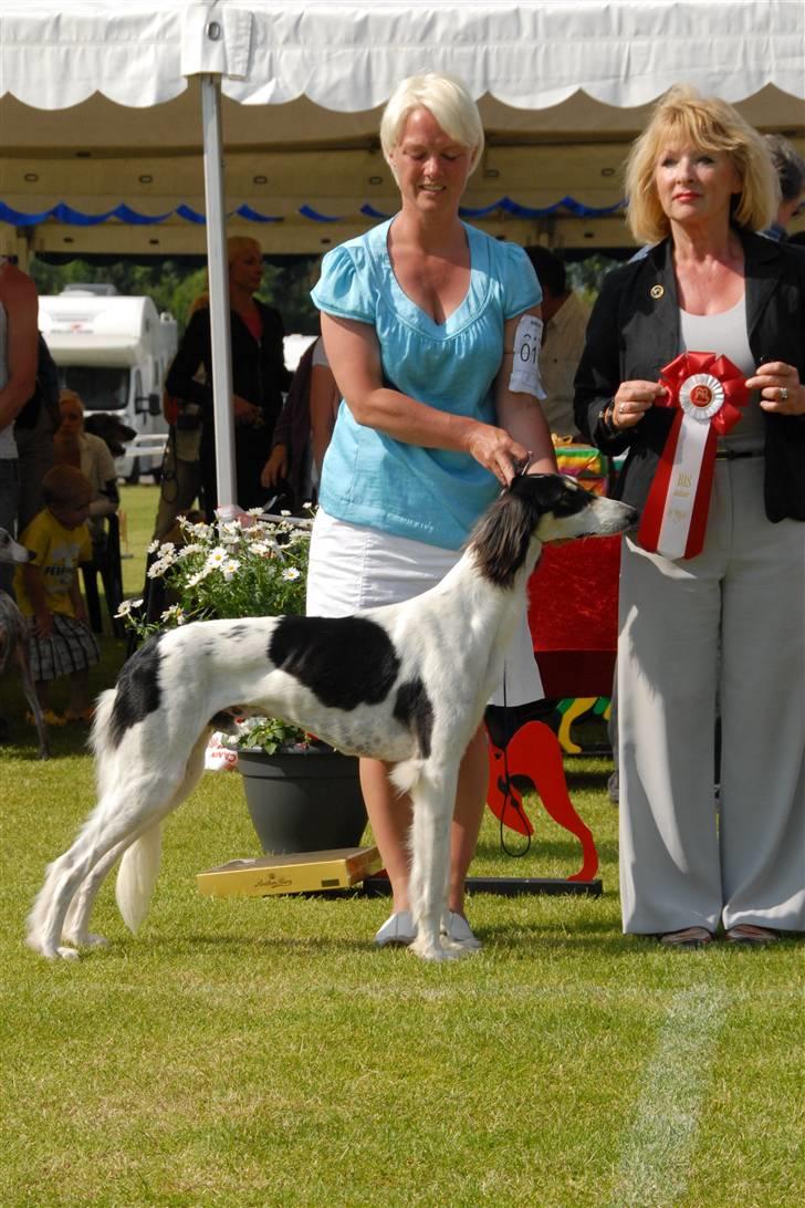 Saluki *Michael Kors DKCH* - BIS 1 junior d. 23.06.10 billede 16