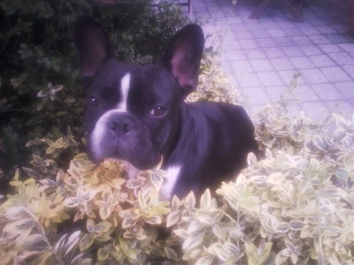 Fransk bulldog macho billede 5