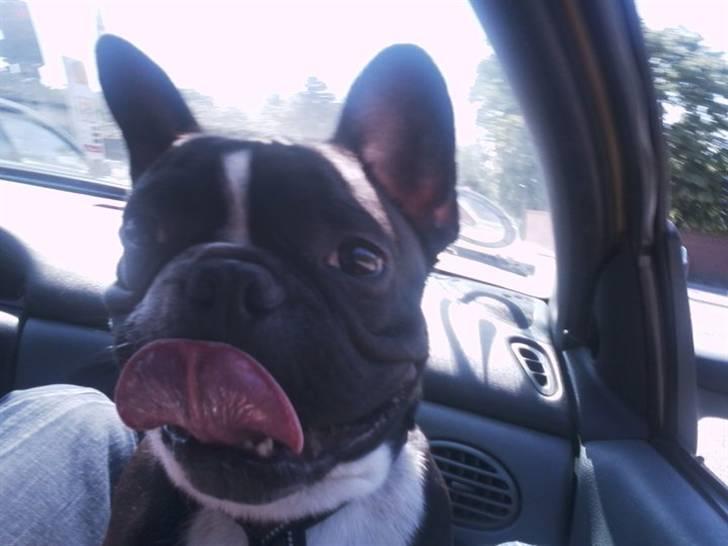 Fransk bulldog macho billede 7