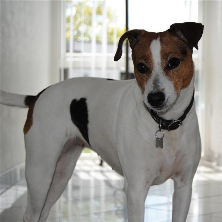 Dansk svensk gaardhund Mia :'D<3 - 1) Bettehunden *;<3  billede 1