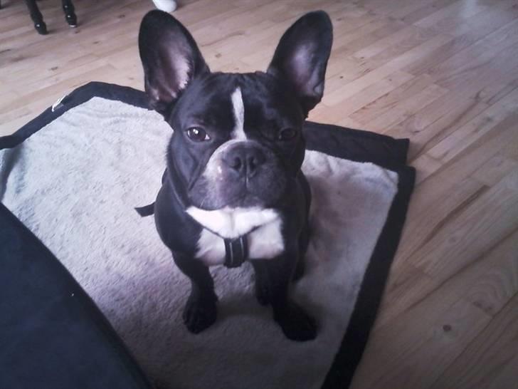 Fransk bulldog macho billede 8