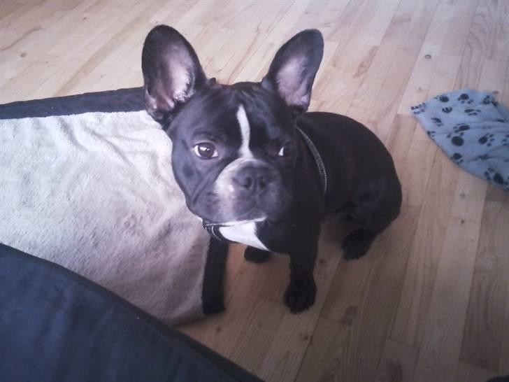 Fransk bulldog macho billede 9