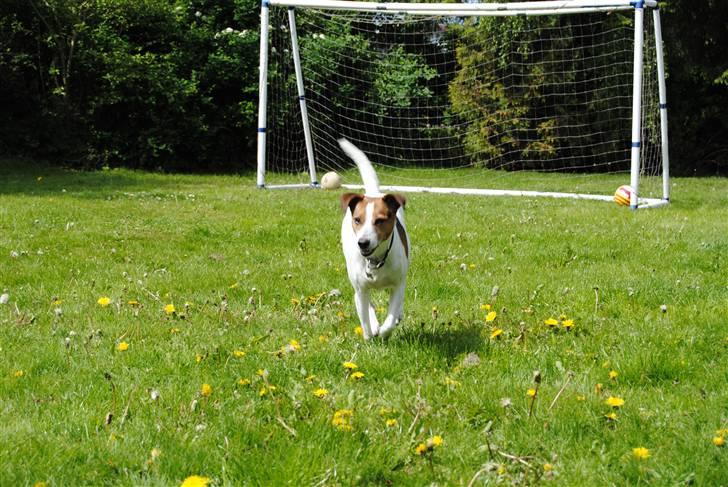 Dansk svensk gaardhund Mia :'D<3 - 2) min legeglade bettehund..!<3 billede 2