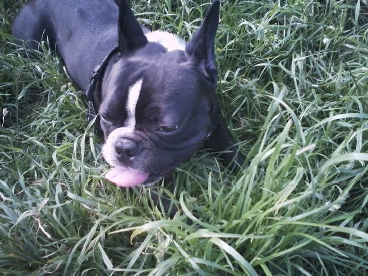 Fransk bulldog macho billede 10