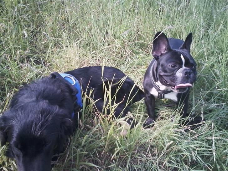 Fransk bulldog macho billede 11