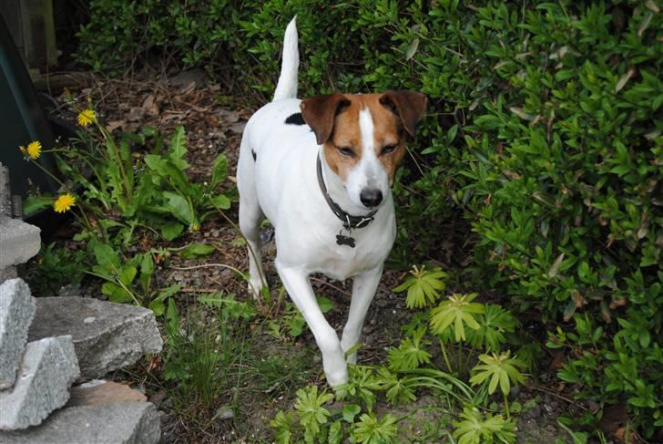 Dansk svensk gaardhund Mia :'D<3 - 3) jeg elsker dig mia din smukke hund! (;<3 billede 3