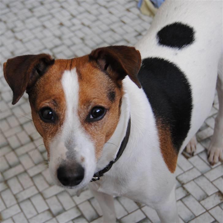 Dansk svensk gaardhund Mia :'D<3 - 4) hendes blik siger det hele! (´:<3 billede 4