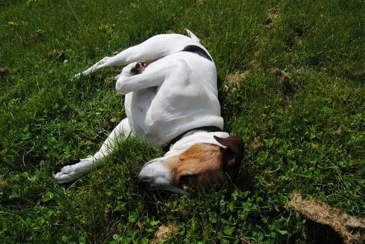 Dansk svensk gaardhund Mia :'D<3 - 5) min yndlings hund..<3 billede 5