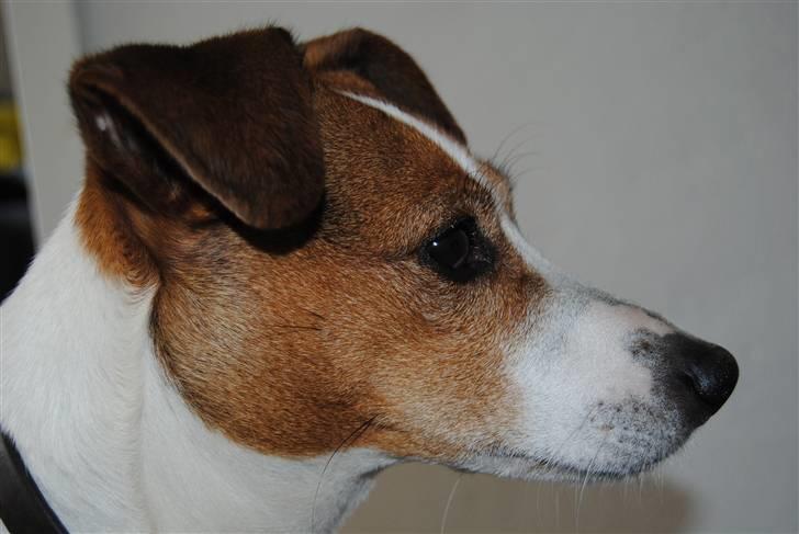 Dansk svensk gaardhund Mia :'D<3 - 6) skøøøønne mia *; billede 6