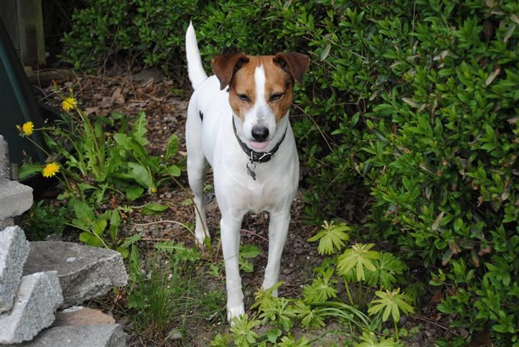 Dansk svensk gaardhund Mia :'D<3 - 7) haha q;<3 billede 7