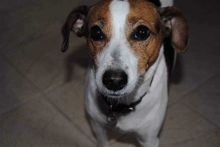 Dansk svensk gaardhund Mia :'D<3 - 8) The one i cant live whitout that´s you, that´s you!<3 billede 8