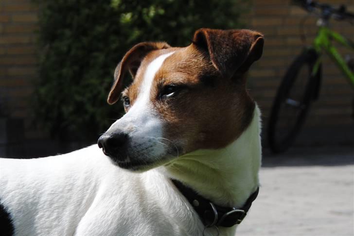 Dansk svensk gaardhund Mia :'D<3 - 9) Min dejlige hund! (; jeg elskeeeeeeer dig *; billede 9