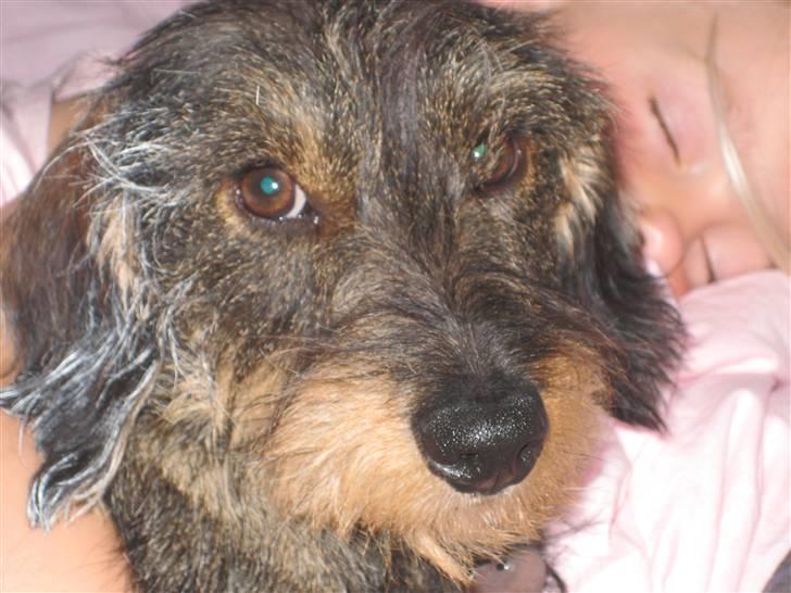 Gravhund mille - min dejlige Mille billede 1