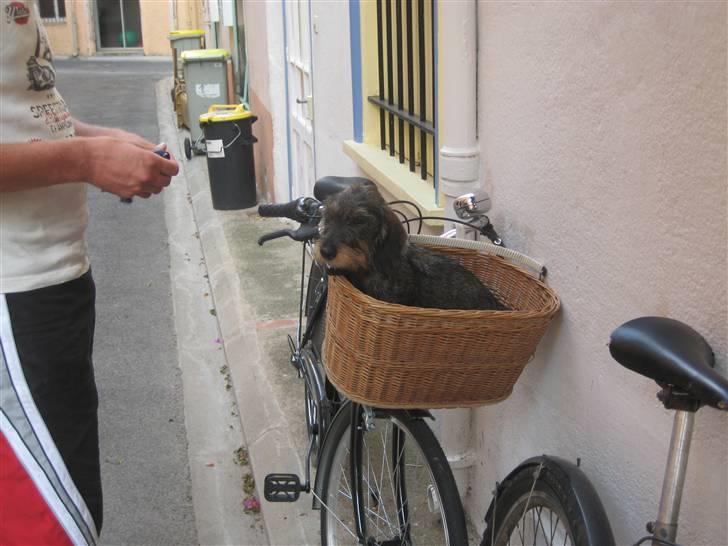 Gravhund mille - Mille med på cykel i det sydfranske billede 2