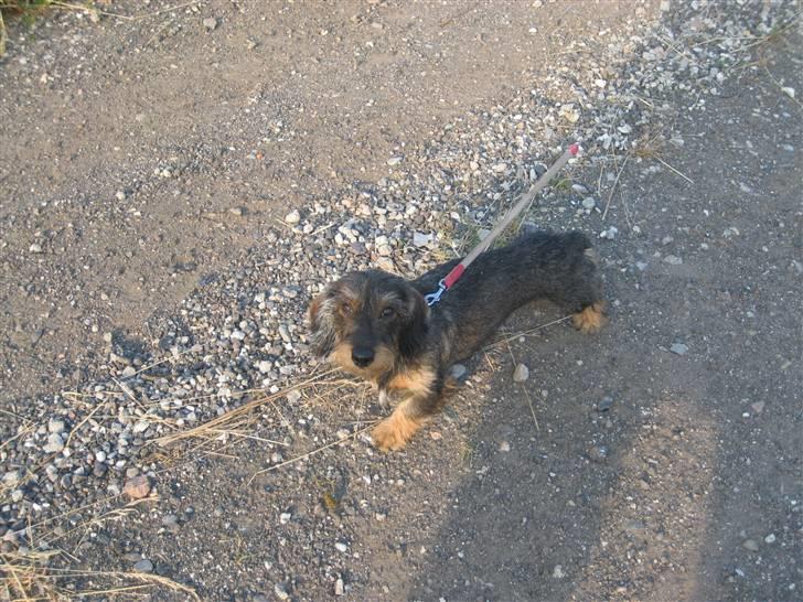 Gravhund mille - Mille i løb - det eeelsker hun... billede 3