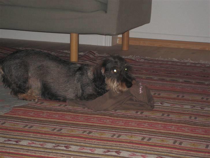 Gravhund mille - Spas i Sverige billede 4