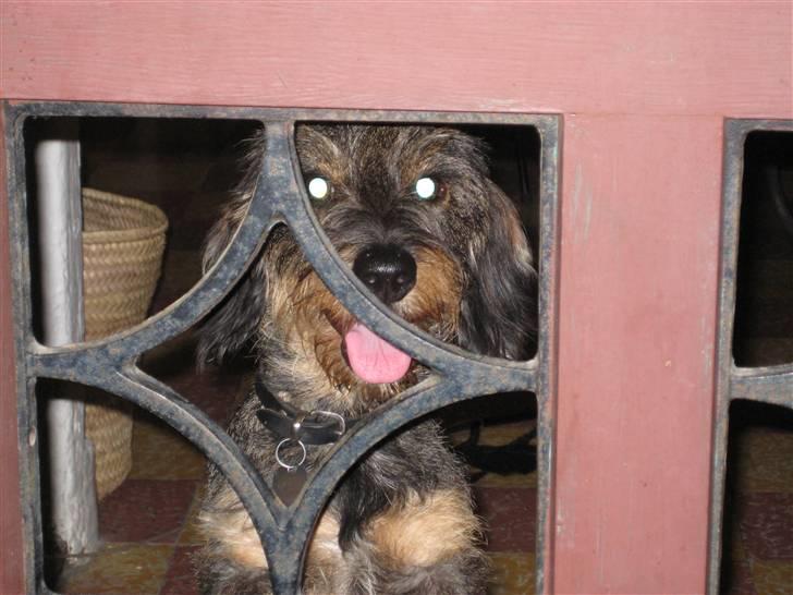 Gravhund mille - Hey... luk mig lige ud!!!!!!! billede 5