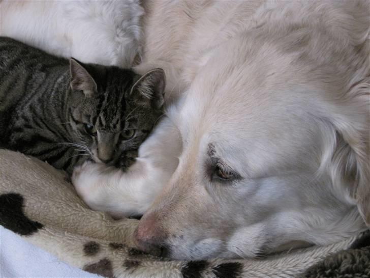 Golden retriever Joy billede 9