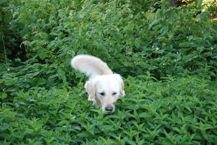 Golden retriever Joy billede 10