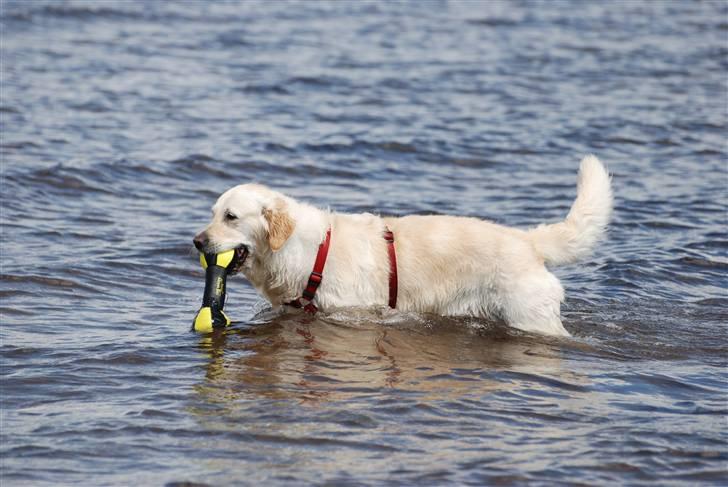 Golden retriever Joy billede 13
