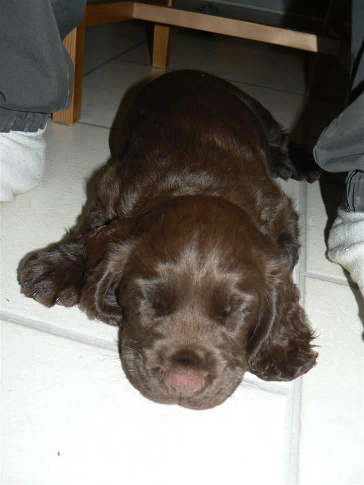 Field Trial Cockerspaniel Maggie billede 4