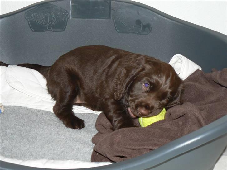 Field Trial Cockerspaniel Maggie billede 5