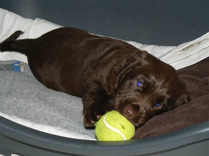 Field Trial Cockerspaniel Maggie billede 6