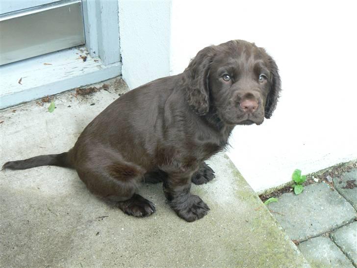Field Trial Cockerspaniel Maggie billede 7