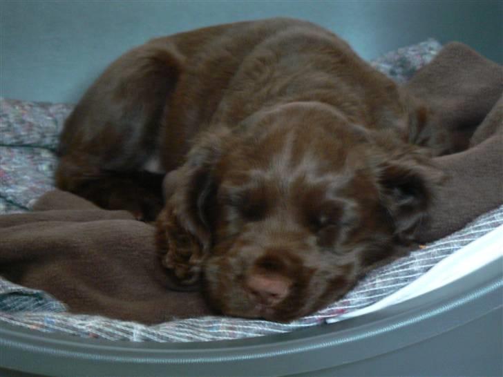 Field Trial Cockerspaniel Maggie billede 8