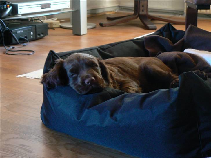 Field Trial Cockerspaniel Maggie billede 9