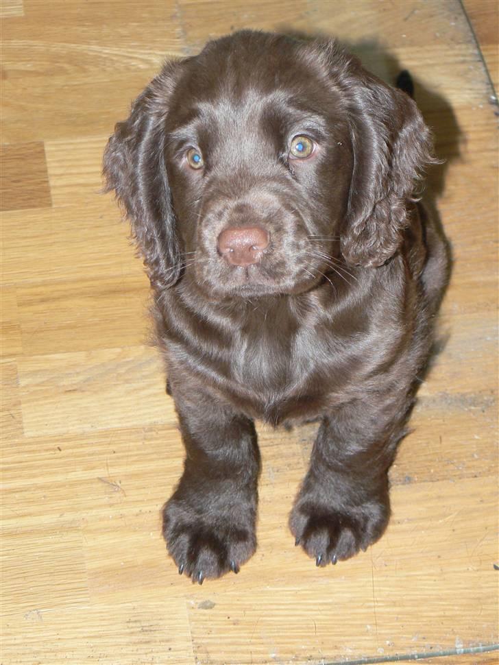 Field Trial Cockerspaniel Maggie billede 10
