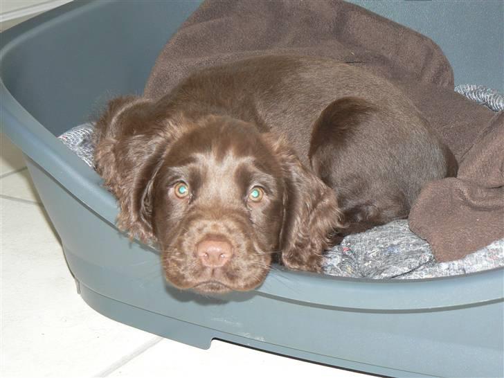 Field Trial Cockerspaniel Maggie billede 11