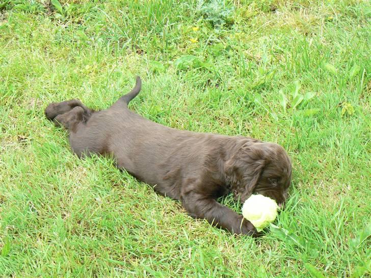 Field Trial Cockerspaniel Maggie billede 12