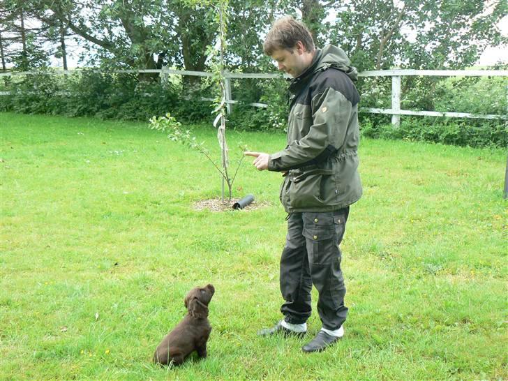 Field Trial Cockerspaniel Maggie billede 13