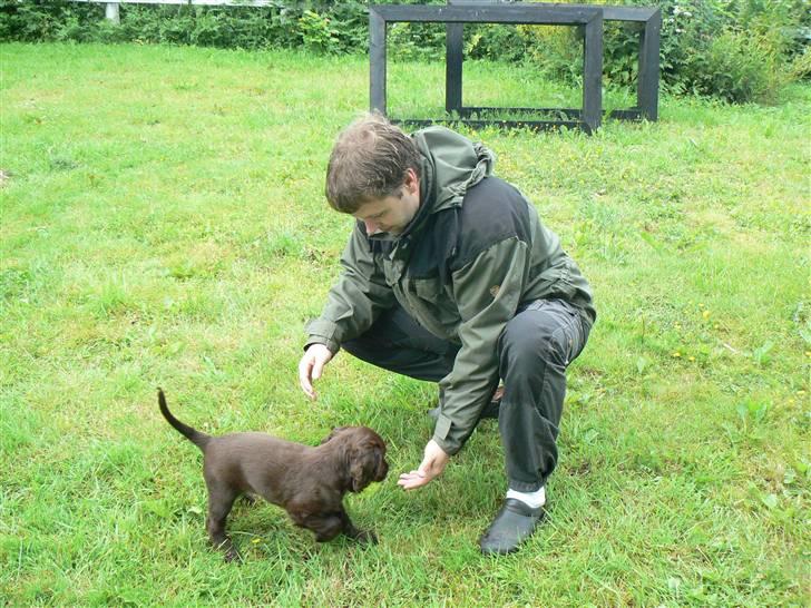 Field Trial Cockerspaniel Maggie billede 14