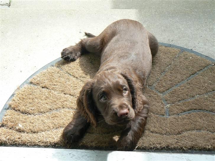 Field Trial Cockerspaniel Maggie billede 15