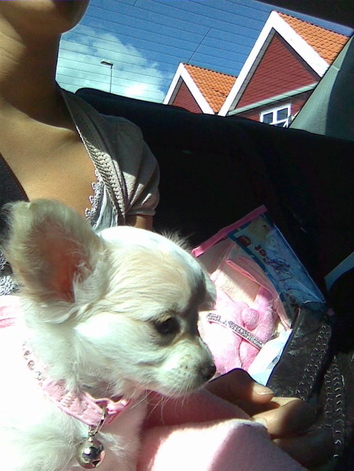 Chihuahua Kiki billede 12