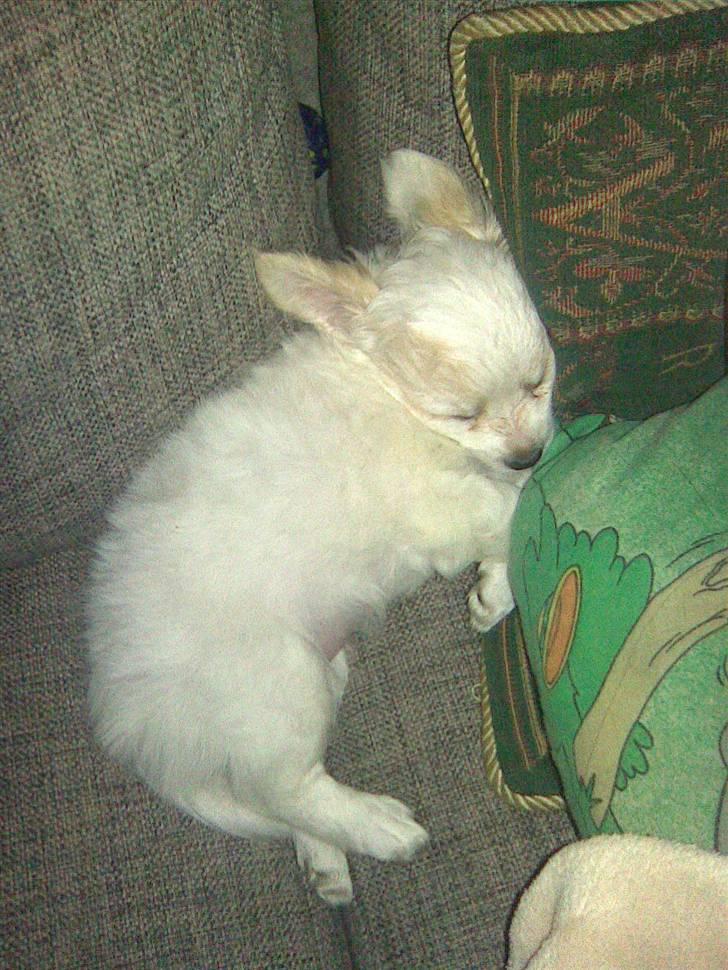 Chihuahua Kiki billede 13