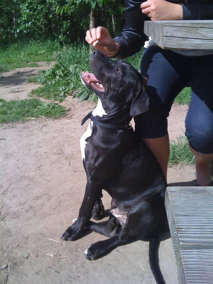 Blanding af racer Dogo Argentino & Amstaff Prince billede 11