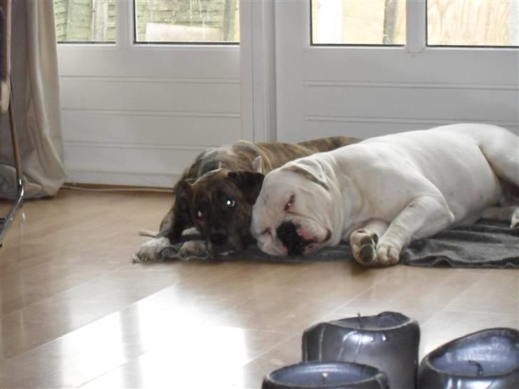 Amerikansk bulldog ****Donna**** himmelhund billede 20