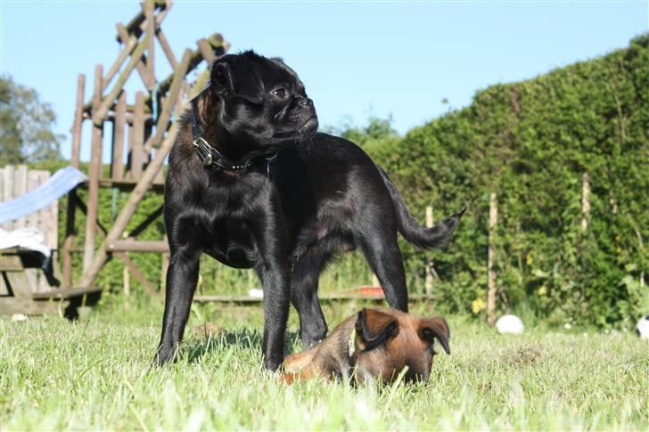 Griffon petit brabancon Ozzy billede 1