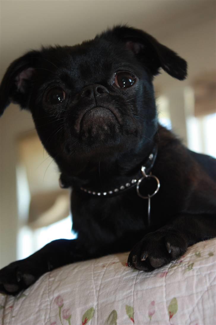 Griffon petit brabancon Ozzy billede 2