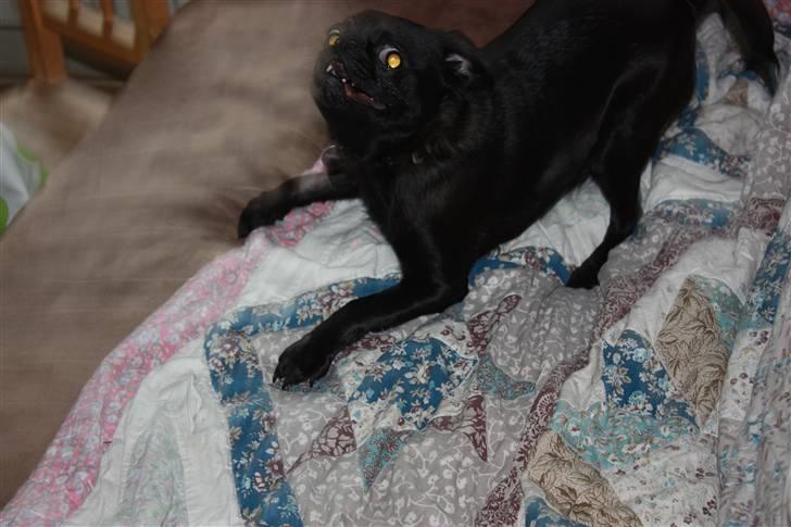 Griffon petit brabancon Ozzy billede 3