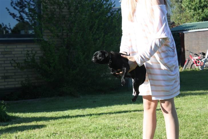 Griffon petit brabancon Ozzy billede 4