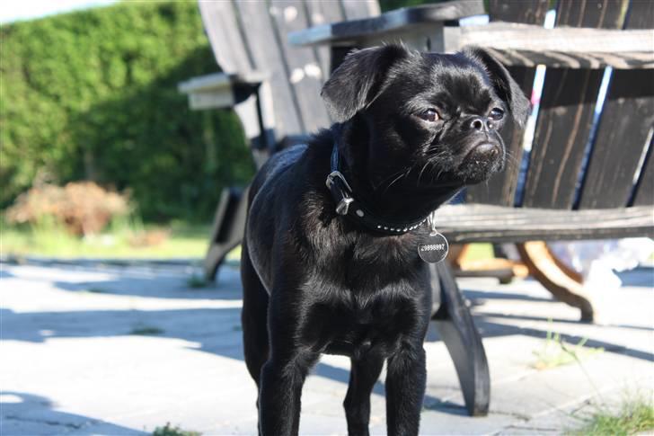 Griffon petit brabancon Ozzy billede 5