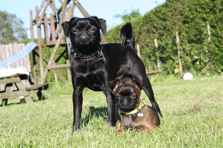 Griffon petit brabancon Ozzy billede 6