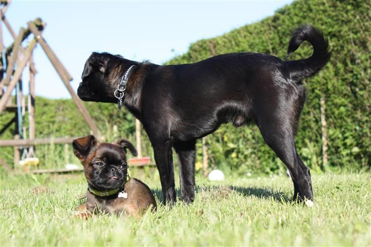 Griffon petit brabancon Ozzy billede 7