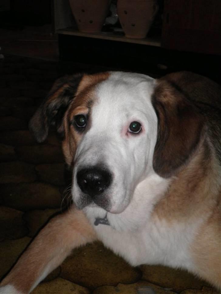 Blanding af racer Emmelie billede 1