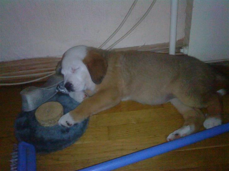 Blanding af racer Emmelie billede 2