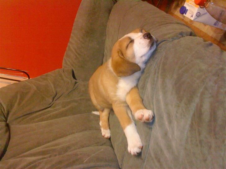 Blanding af racer Emmelie billede 4